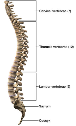 spine diagram showing the cervical section of the spine (on top) and the lumbar section of the spine (at the bottom).